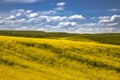 Summer in Palouse Washington during canola bloom Royalty Free Stock Photo