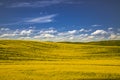 Summer in Palouse Washington during canola bloom Royalty Free Stock Photo