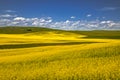 Summer in Palouse Washington during canola bloom Royalty Free Stock Photo