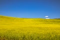 Summer in Palouse Washington during canola bloom Royalty Free Stock Photo