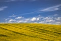 Summer in Palouse Washington during canola bloom Royalty Free Stock Photo