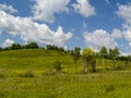 Summer panorama a blossoming meadow Royalty Free Stock Photo