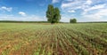 Summer panorama of fields with trees, Russia, Royalty Free Stock Photo