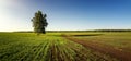 Summer panorama of fields with trees, Russia, Royalty Free Stock Photo