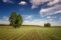 Summer panorama of fields with trees, Russia, Royalty Free Stock Photo