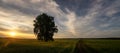 Summer panorama of fields with trees, Russia, Royalty Free Stock Photo