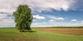 Summer panorama of fields with trees, Russia, Royalty Free Stock Photo