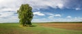 Summer panorama of fields with trees, Russia, Royalty Free Stock Photo