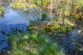 Summer panorama in the Pietzmoor, nature reserve, nature park in the LÃÂ¼neburg Heath. Germany Royalty Free Stock Photo