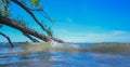 Summer panorama of a river with a fallen tree trunk with green leaves, a blue sky, a clear good day, a water surface with a