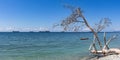 Summer panorama, sea view, swing on a fallen tree and cargo ships