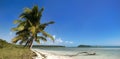 Summer panoramic landscape with palm trees