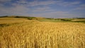 Summer panoramic view of Meon Hut and Old Winchester Hill, Stokes Lane near Warnford, South Downs National Park, Hampshire, UK