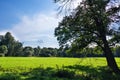 Summer park with green grass and trees under blue sky, sunny day in the forest Royalty Free Stock Photo