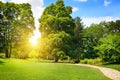 Summer park with green lawns Royalty Free Stock Photo