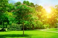 Summer park with green lawns Royalty Free Stock Photo