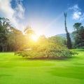 Summer park with green lawns Royalty Free Stock Photo