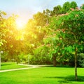 Summer park with green lawns Royalty Free Stock Photo