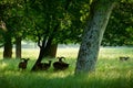 Summer park with moufflons Royalty Free Stock Photo