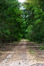 Summer park with pathway between green trees. Summer landscape with city park. Trees in green foliage Royalty Free Stock Photo