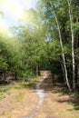 Summer park with pathway between green trees. Summer landscape with city park. Trees in green foliage Royalty Free Stock Photo