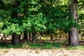 Summer park with pathway between green trees. Summer landscape with city park. Trees in green foliage Royalty Free Stock Photo