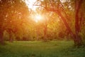 Summer in the Park. Sunny day in the Country. Sun Shining in the Forest. Background