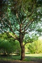 Summer park trees, morning. Nature environment Royalty Free Stock Photo