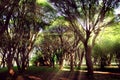 Summer park trees with rays, morning. Autumn, sunny