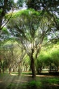 Summer park trees with rays, morning. Summer Royalty Free Stock Photo