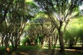 Summer park trees with rays, morning. Summer Royalty Free Stock Photo