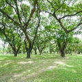 Summer park, trees Royalty Free Stock Photo