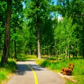 Summer park with walking paths Royalty Free Stock Photo