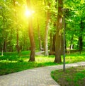 Summer park with walking paths Royalty Free Stock Photo