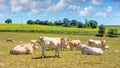 Summer pastoral landscape - view of the grazing herd of Charolais breed cows in the historical province Gascony