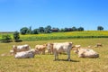 Summer pastoral landscape - view of the grazing herd of Charolais breed cows