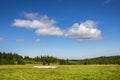 Summer pasture with flock of sheep among spruce forests Royalty Free Stock Photo