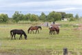 Summer pasture with horses, summer day Royalty Free Stock Photo