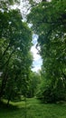 Summer Path in Woods Royalty Free Stock Photo