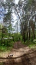 Summer Path in Woods Royalty Free Stock Photo