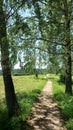 Summer Path in Woods Royalty Free Stock Photo