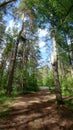 Summer Path in Woods Royalty Free Stock Photo