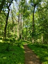 Summer path in woods Royalty Free Stock Photo