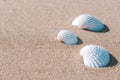 Summer pattern background. Seashells, shells on sand tropical sea beach. Vacation backdrop with space for the text. Royalty Free Stock Photo