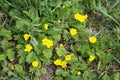 Pawtidae gooseneck, or goosefoot Latin Potentilla anserina with yellow flowers spreads on the ground. View from above