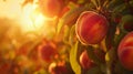 Summer peaches on a tree branch, sunset glow, close up, with copy space Royalty Free Stock Photo