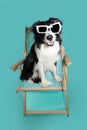 Summer pet portrait. Border collie dog sitting on a beach chair with happy expression face and wearing sunglasses. Isolated on