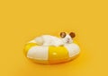 Summer pet. Rabbit inside of a striped ring inflatable wearing sunglasses. Isolated on yellow solid color background Royalty Free Stock Photo