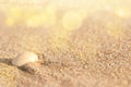 Summer photo of beach sand and sea shell decoration Royalty Free Stock Photo