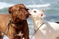 Lovely couple of mixed dogs on the beach Royalty Free Stock Photo